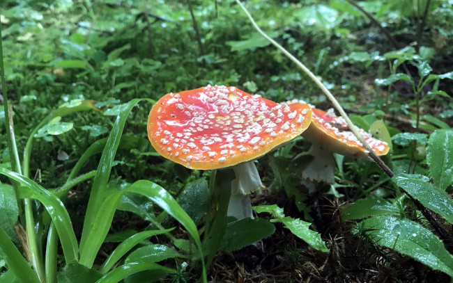 Обои картинки фото природа, грибы,  мухомор, дуэт