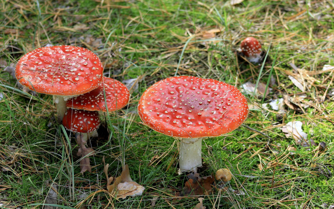 Обои картинки фото природа, грибы,  мухомор, семейка, грибная