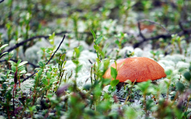 Обои картинки фото природа, грибы, подосиновик