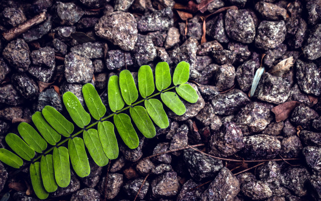 Обои картинки фото природа, листья, лист, камни