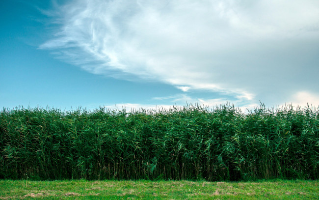 Обои картинки фото природа, поля, лето, поле, облака