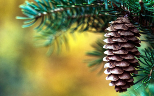 Обои картинки фото природа, шишки,  жёлуди,  каштаны, макро, шишка