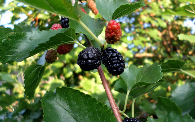 Обои картинки фото природа, Ягоды, шелковица