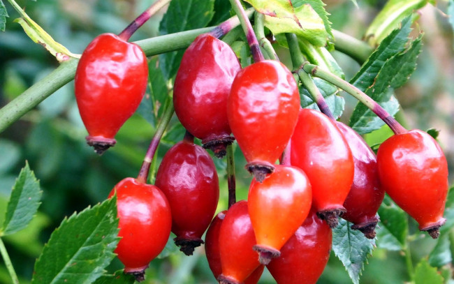 Обои картинки фото природа, Ягоды, шиповник