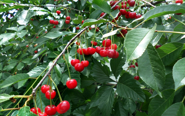 Обои картинки фото природа, Ягоды, вишни