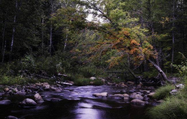 Обои картинки фото природа, реки, озера, лес, река