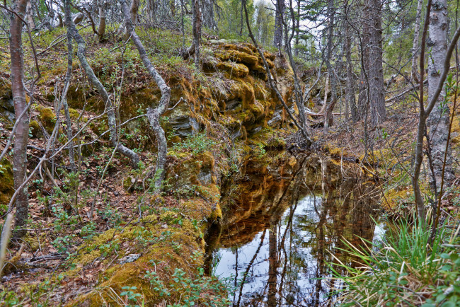 Обои картинки фото природа, лес, простор