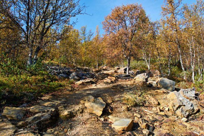 Обои картинки фото природа, лес, простор