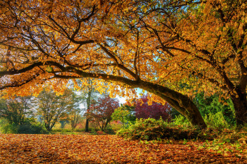 Картинка природа деревья осень