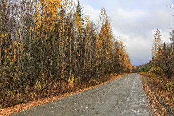 Картинка природа дороги деревья лес дорога