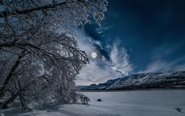 Обои картинки фото природа, зима, деревья, снег