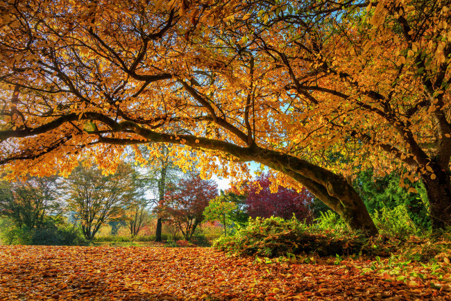 Обои картинки фото природа, деревья, осень