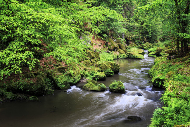 Обои картинки фото природа, реки, озера, лес, река, камни