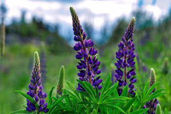 Картинка цветы люпин