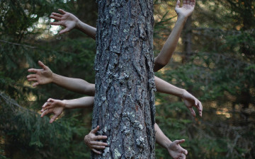 Картинка разное руки +ноги дерево ствол