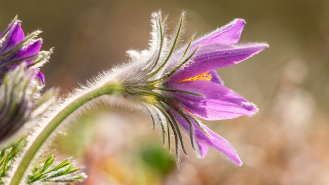 Обои картинки фото цветы, анемоны,  сон-трава, сон-трава