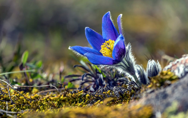 Обои картинки фото цветы, анемоны,  сон-трава, сон-трава