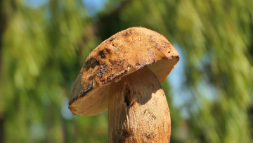 Картинка природа грибы боровик
