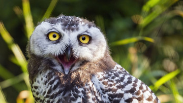 Картинка сова животные совы птица фауна дикая природа