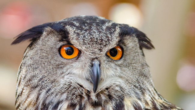 Обои картинки фото филин, животные, совы, сова, птица, фауна, дикая, природа