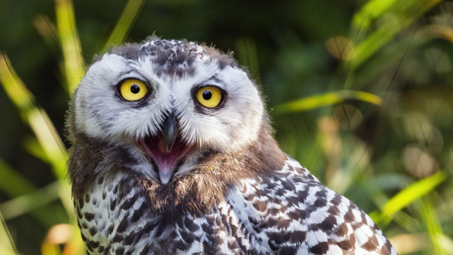 Обои картинки фото сова, животные, совы, птица, фауна, дикая, природа