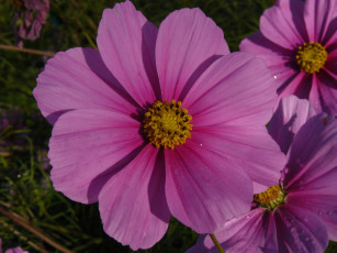 обоя цветы, космея, розовая, макро, капли