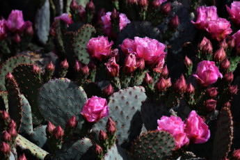 обоя цветы, кактусы, колючки, кактус, розовые, бутоны