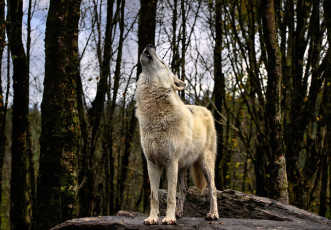 Картинка животные волки +койоты +шакалы волк камень лес вой