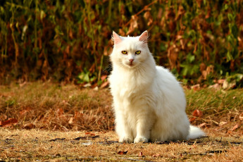 Картинка животные коты кот белый кусты