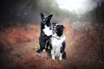 обоя животные, собаки, пара, трава, осень