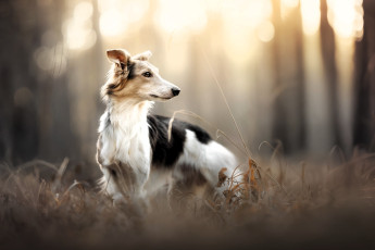 обоя животные, собаки, собака, борзая, трава, осень