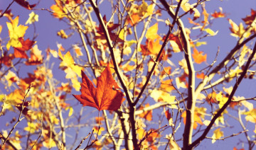 обоя природа, листья, клен, дерево, ветки, осень