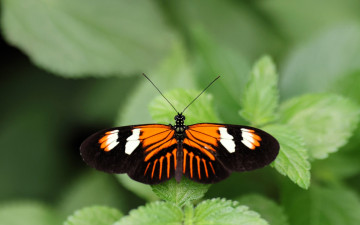 обоя животные, бабочки,  мотыльки,  моли, бабочка, листья