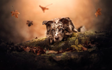 Картинка животные собаки собака листья осень листопад бревна мох