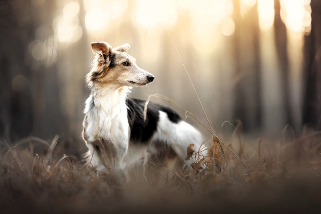 Обои картинки фото животные, собаки, собака, борзая, трава, осень