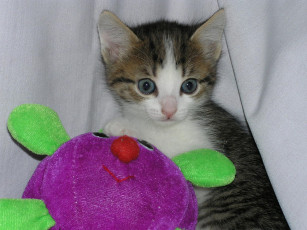 Картинка животные коты