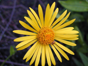 Картинка цветы