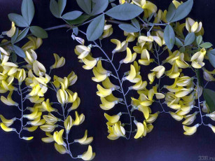 Картинка цветы акация