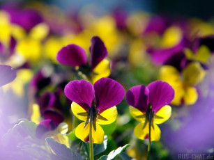обоя цветы, анютины, глазки, садовые, фиалки