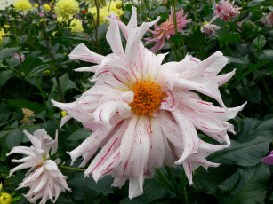 Картинка цветы георгины