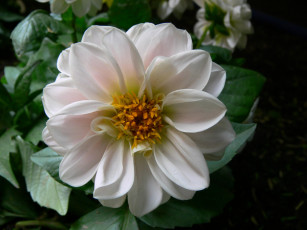 Картинка цветы георгины