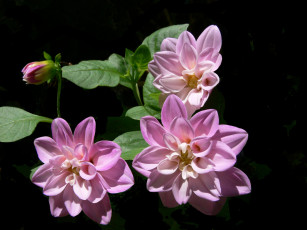 Картинка цветы георгины