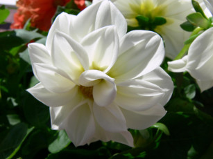 Картинка цветы георгины