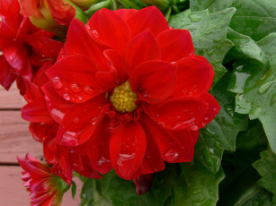 Картинка цветы георгины