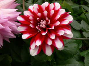 обоя цветы, георгины