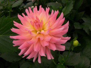 Картинка цветы георгины