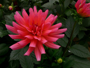 Картинка цветы георгины