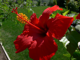 Картинка цветы гибискусы