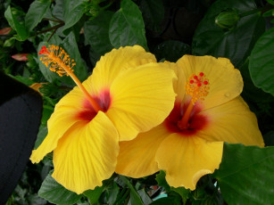 Картинка цветы гибискусы