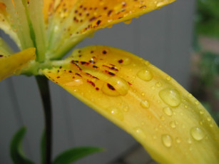 Картинка цветы лилии лилейники